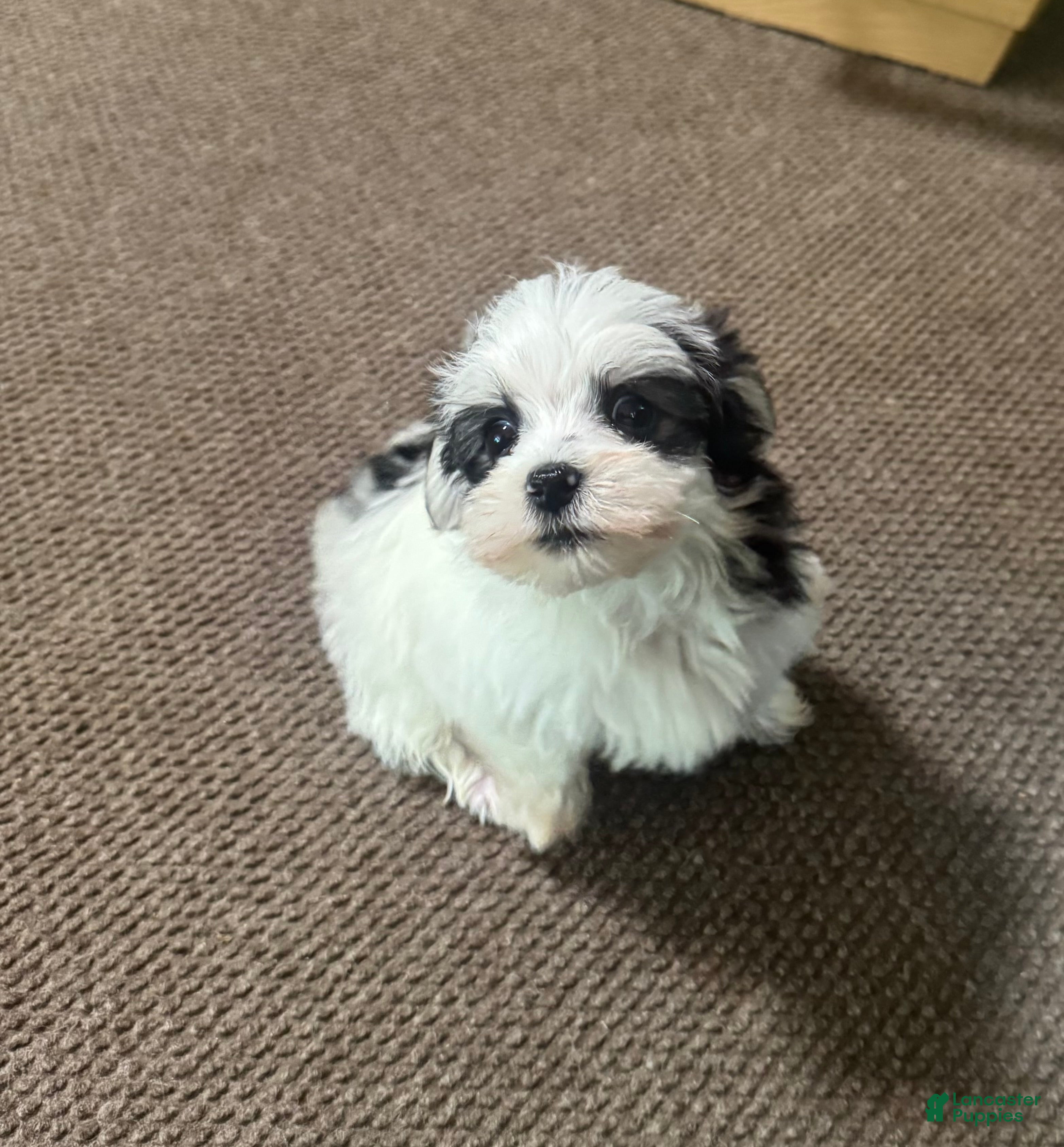 Morkie dogs for sale: Male morkie - Ad 2