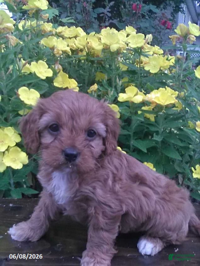 Cavapoo dogs Dora - Ad 1