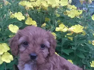 Cavapoo dogs for sale: Dora - Ad 2