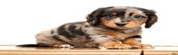 Miniature Dachshund dogs for sale: Hans - Ad 2