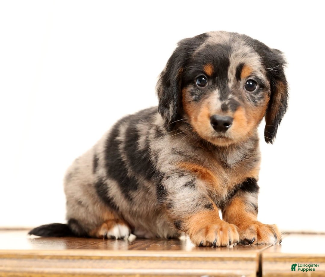 Miniature Dachshund dogs for sale: Hans - Ad 2