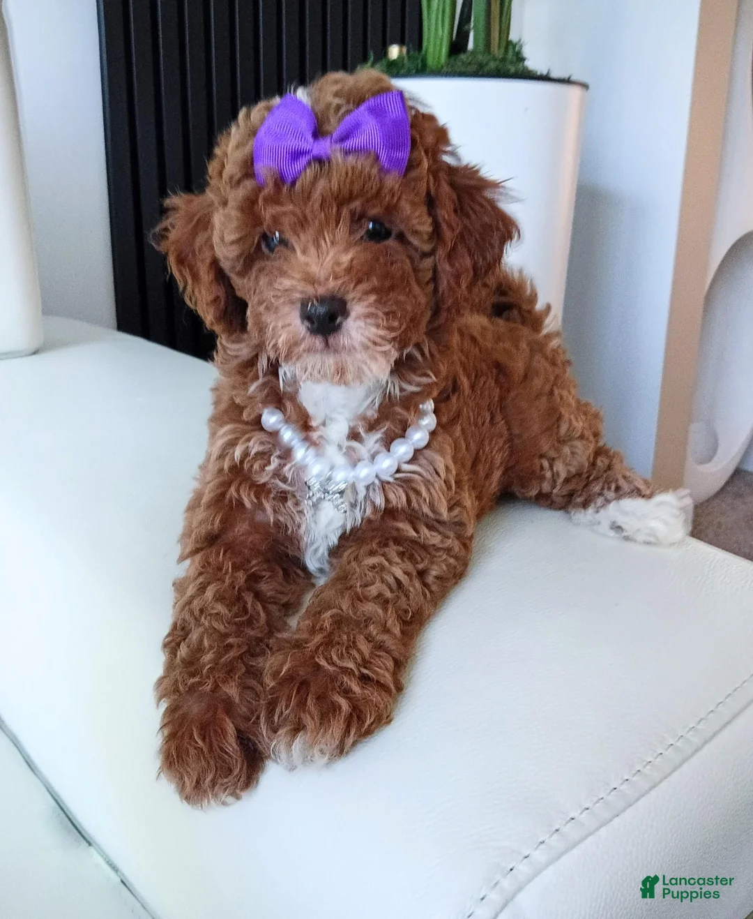 Toy Poodle dogs for sale: Cookie Red Toy Poodle  - Ad 1