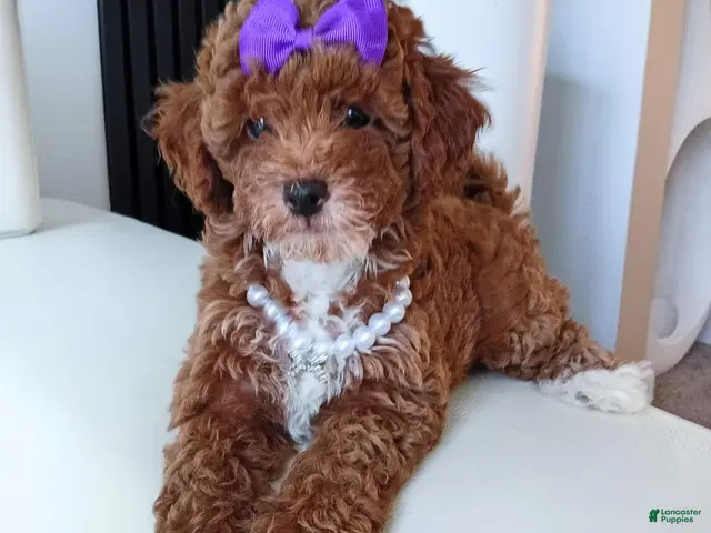 Toy Poodle dogs Cookie Red Toy Poodle - Ad 17