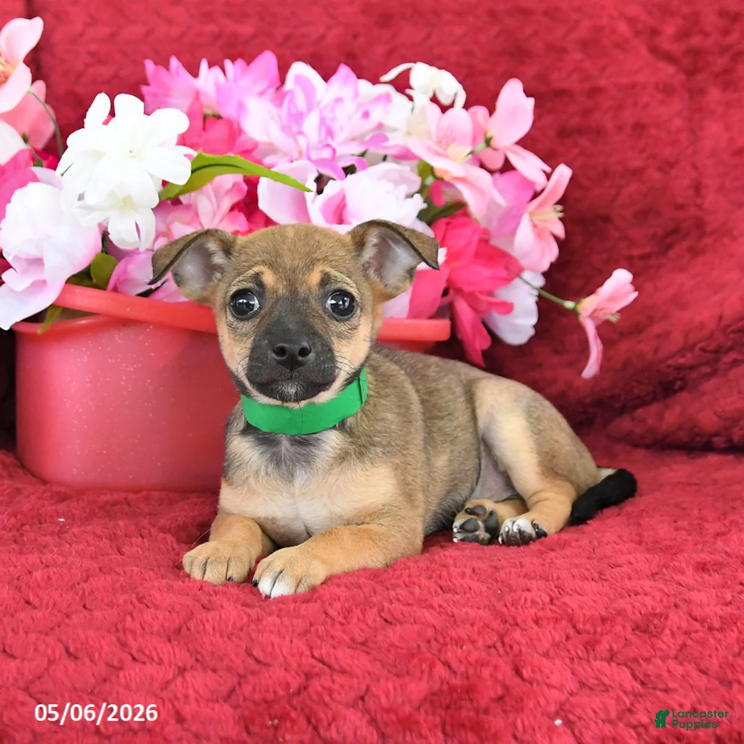 Chihuahua dogs for sale: Maple   - Ad 1