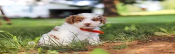 Yorkiepoo dogs for sale: Oreo - Ad 1