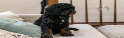 Bernedoodle dogs for sale: Denali - Ready Now! - Ad 18