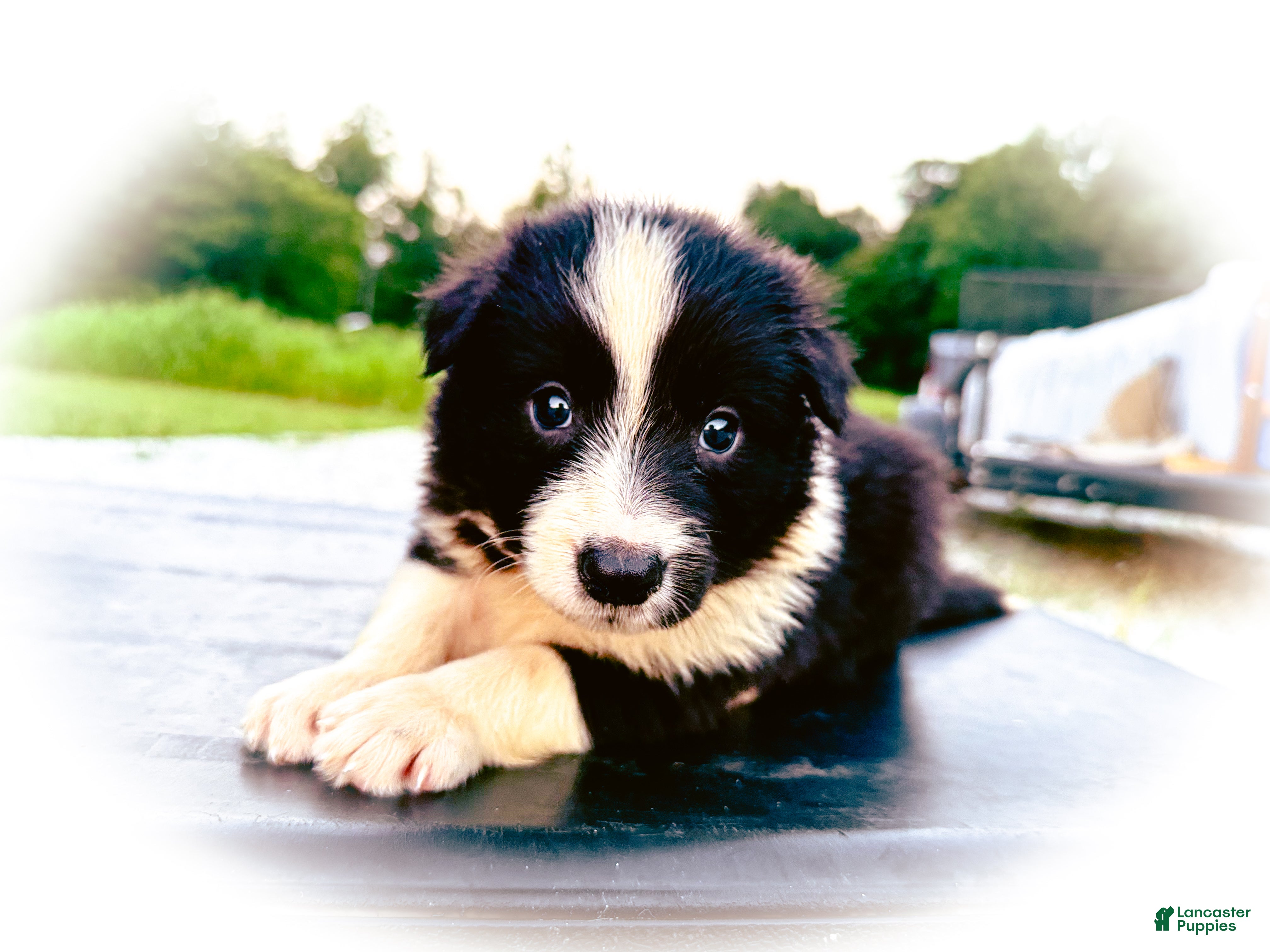Border Collie dogs Risk - Ad 27