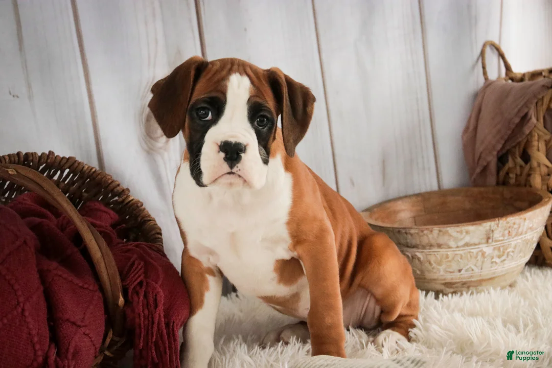 Boxer dogs for sale: Molly - Ad 8