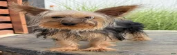 Yorkshire Terrier dogs for sale: Rio - Ad 3