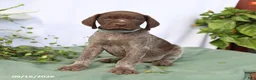 German Shorthaired Pointer dogs for sale: Myles - Ad 3