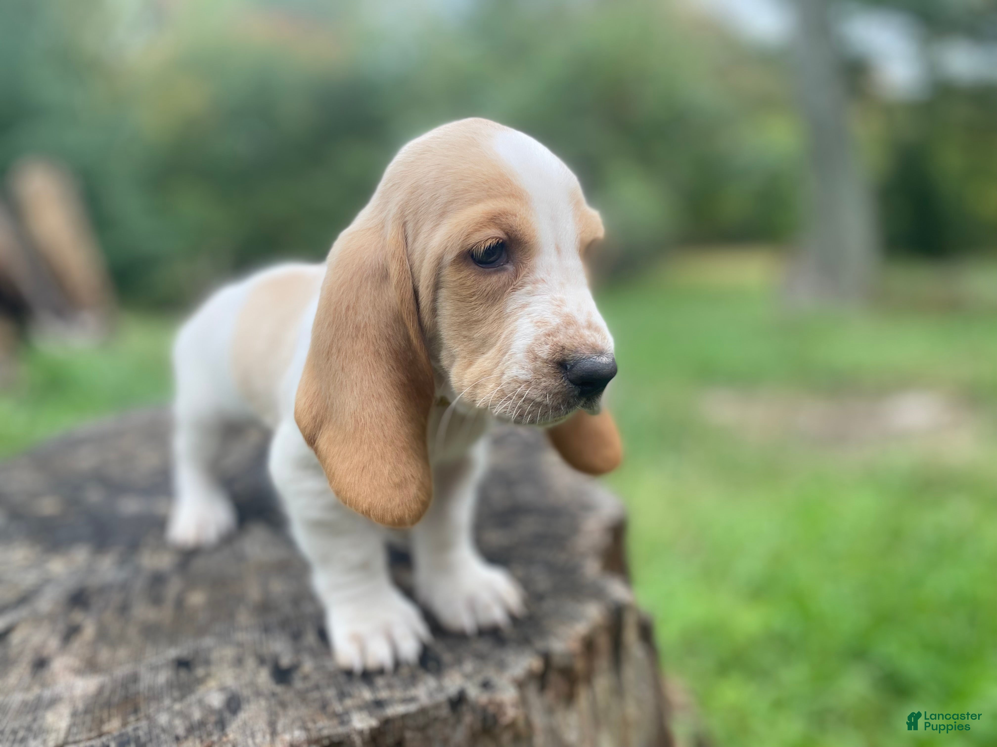 Basset Hound dogs Tucker - Ad 2