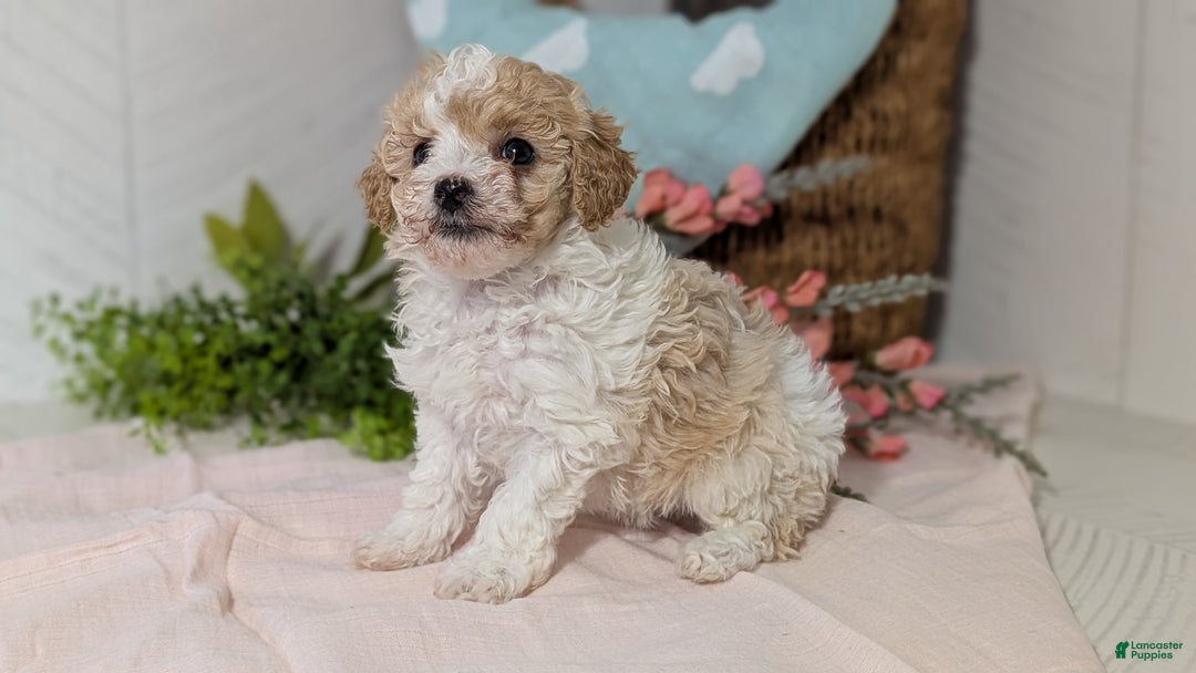 Miniature Poodle dogs for sale: Zoey - Ad 5