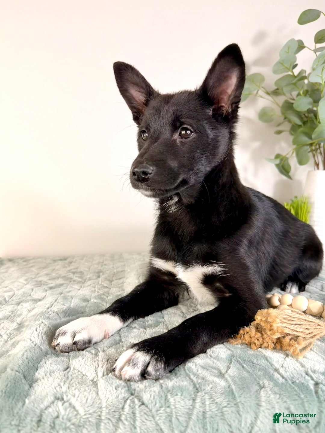 Mixed Breed dogs for sale: Gigi - Ad 4