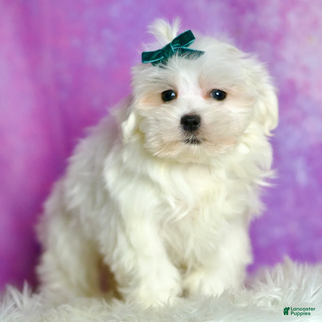 Maltese dogs for sale: Poof AKC - Ad 2