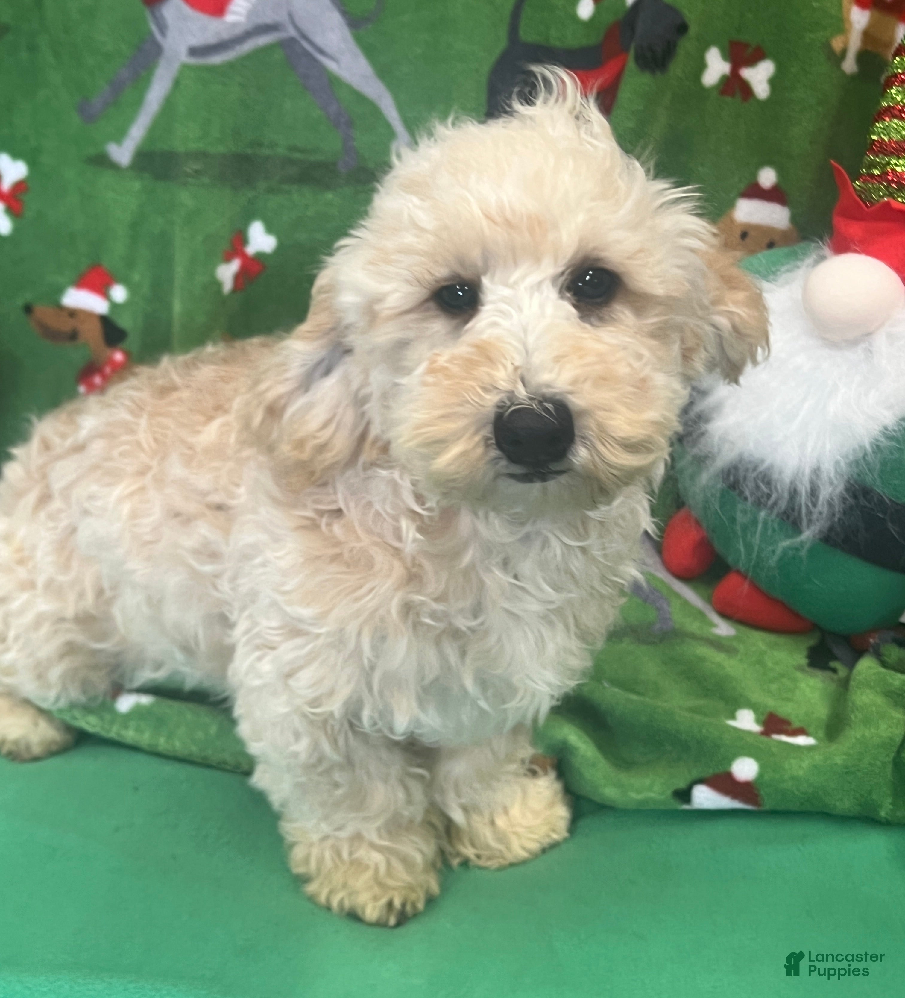 Cavapoo dogs Carrie - Ad 27