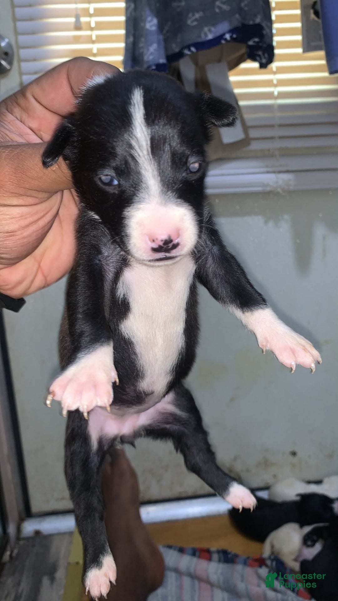 American Pit Bull Terrier dogs American Pit Bull Terrier 2 - Ad 41