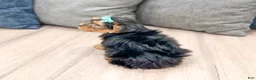 Yorkshire Terrier dogs for sale: Macy - Ad 5