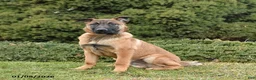 Belgian Malinois dogs for sale: Pablo  - Ad 2