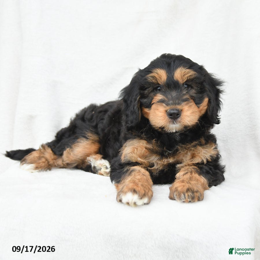 Mini Bernedoodle dogs Marigold - Ad 2