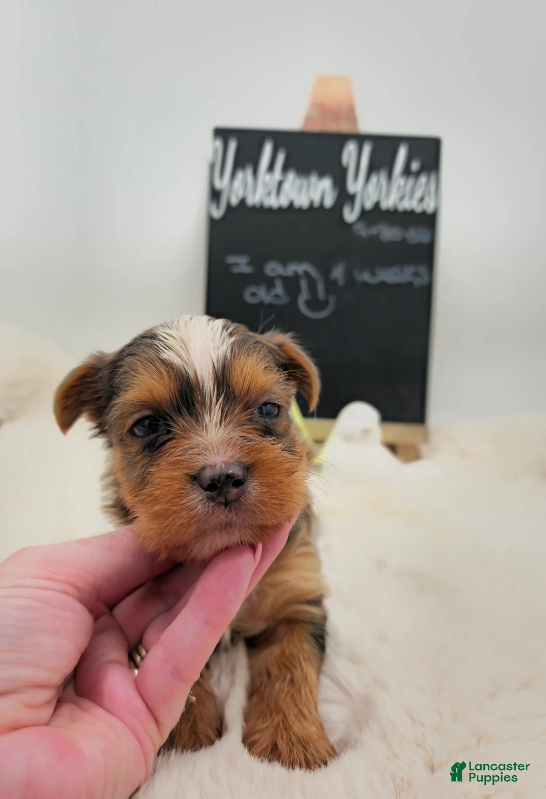 Yorkshire Terrier dogs for sale: Milo  - Ad 2