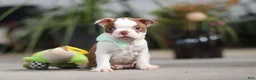 Boston Terrier dogs for sale: Shawn - Ad 2