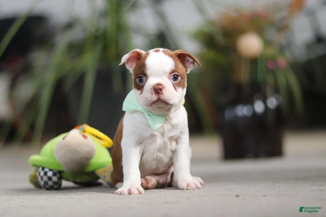 Boston Terrier dogs for sale: Shawn - Ad 2