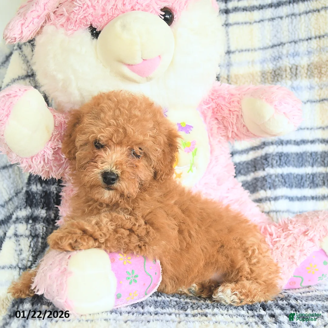 Havapoo dogs for sale: Darcy - Ad 3