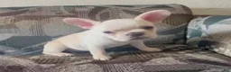 French Bulldog dogs for sale: SNOW WHITE - Our Exclusive White Frenchie Princess! - Ad 1