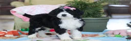 Bernedoodle dogs for sale: Harper - Ad 6