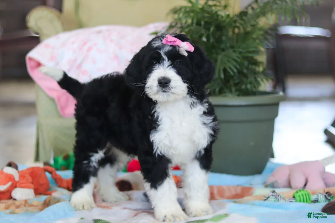 Bernedoodle dogs for sale: Harper - Ad 6