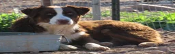 Australian Shepherd dogs for sale: Red merle male with one blue eye - Ad 16