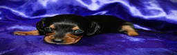 Dachshund dogs for sale: Calypso - Ad 3