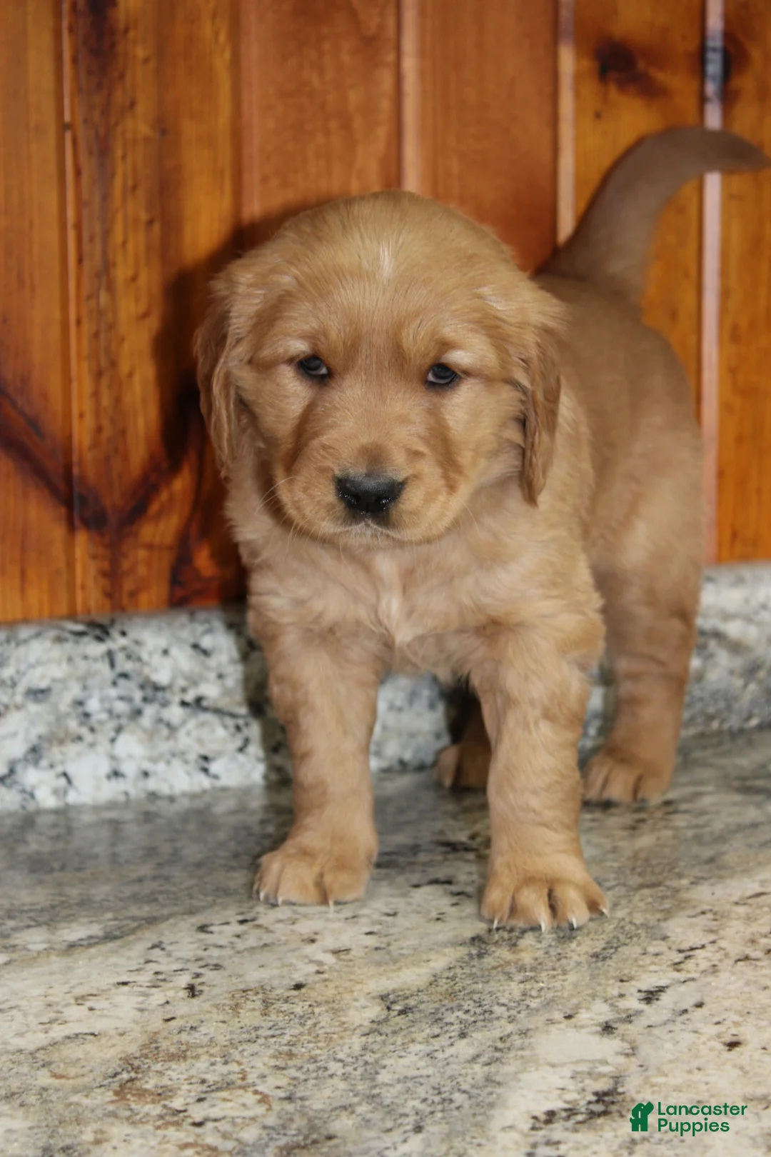 Golden Retriever dogs for sale: Stella - Ad 3
