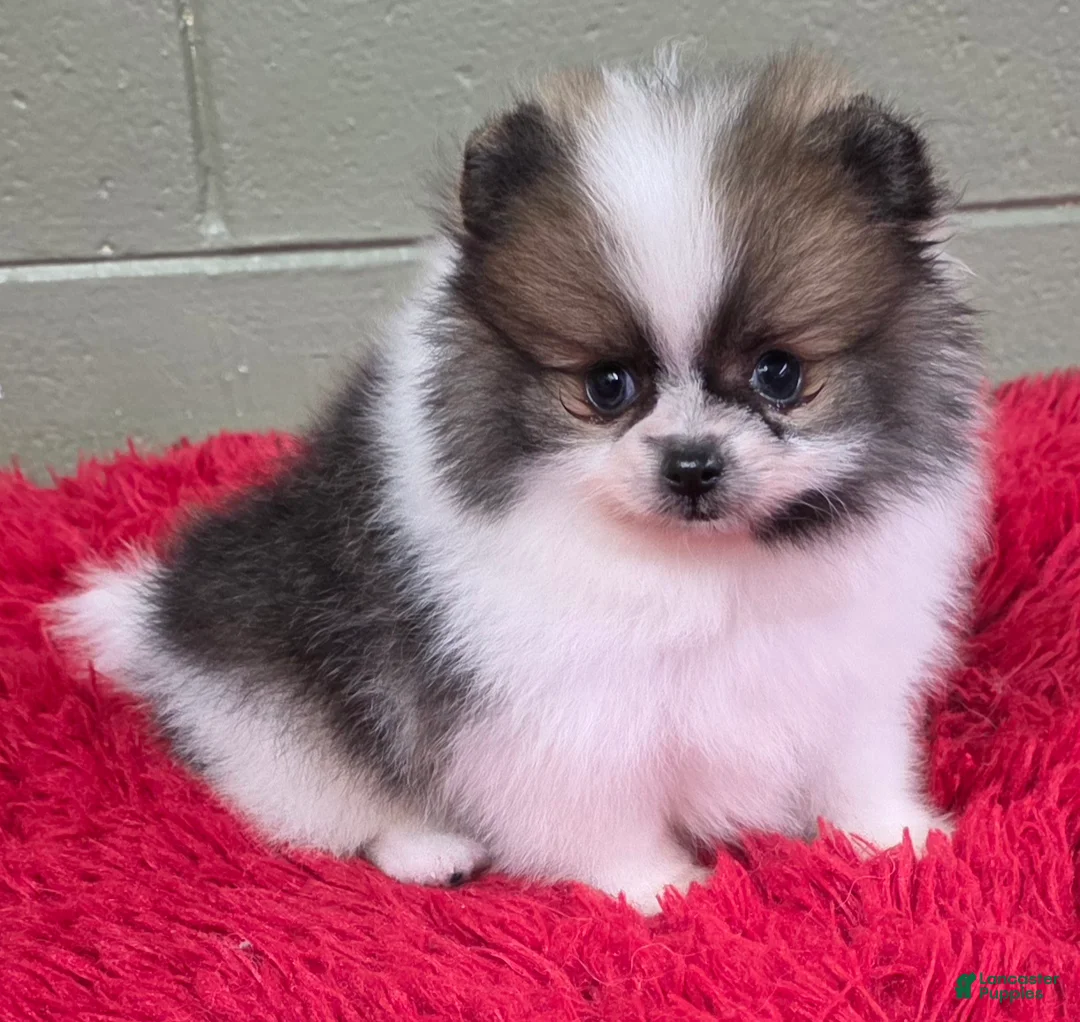 Pomeranian dogs for sale: Bits - Ad 1