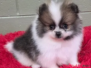 Pomeranian dogs Bits - Ad 19