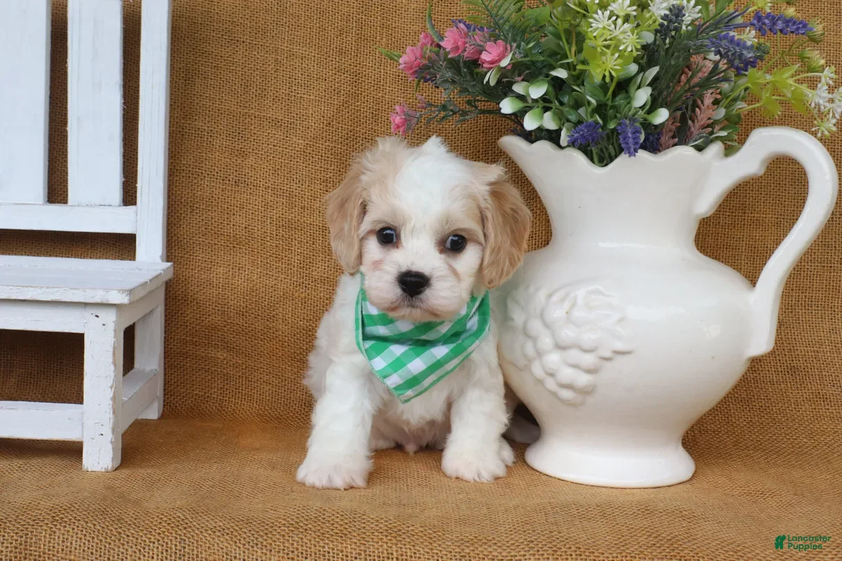 Cavachon dogs Tucker - Ad 2