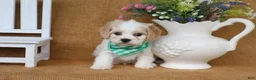 Cavachon dogs for sale: Tucker - Ad 7