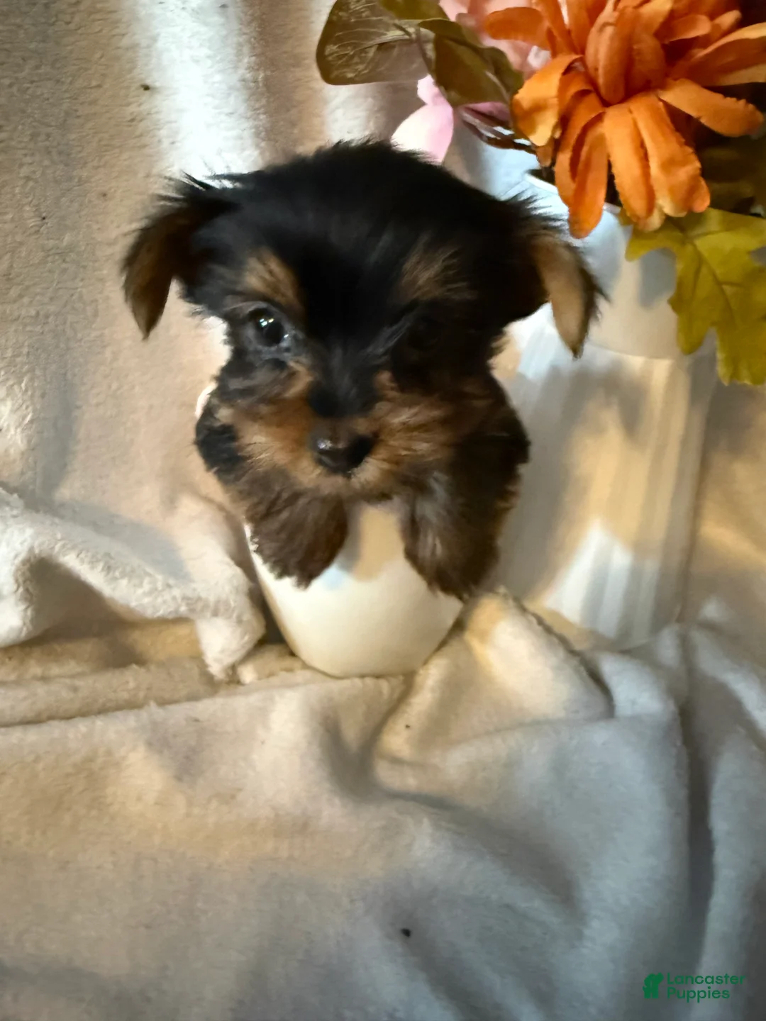 Yorkshire Terrier dogs for sale: Mini Sasha - Ad 1
