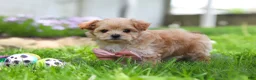 Maltipoo dogs for sale: Fiona - Ad 6