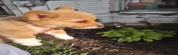 Welsh Corgi Pembroke dogs for sale: Black collar  - Ad 17