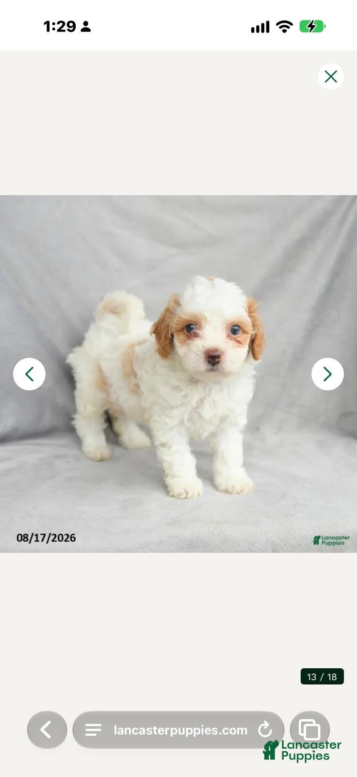 Bichpoo dogs Bichpoo 1 - Ad 2