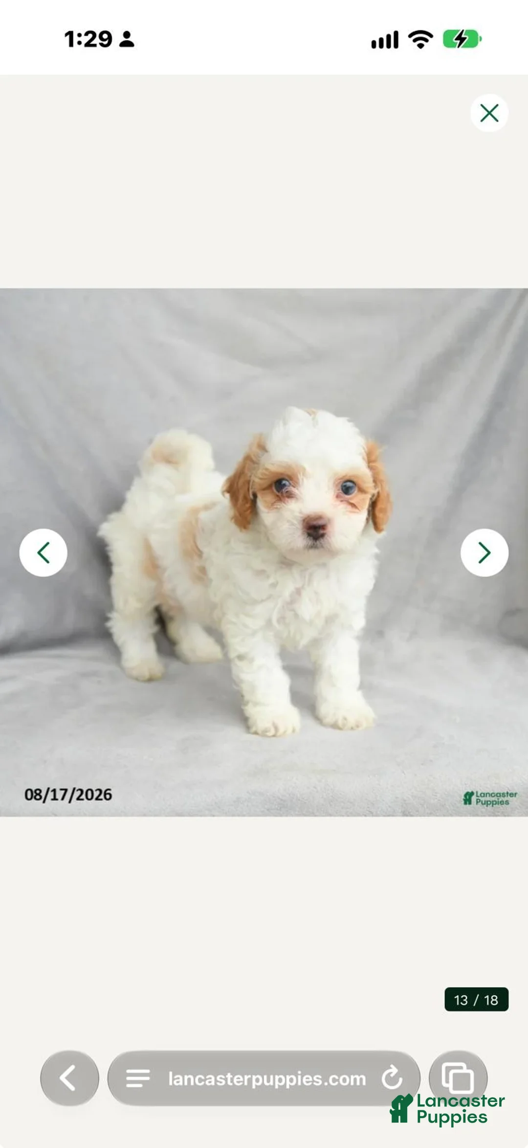 Bichpoo dogs for sale: Bichpoo 1 - Ad 1