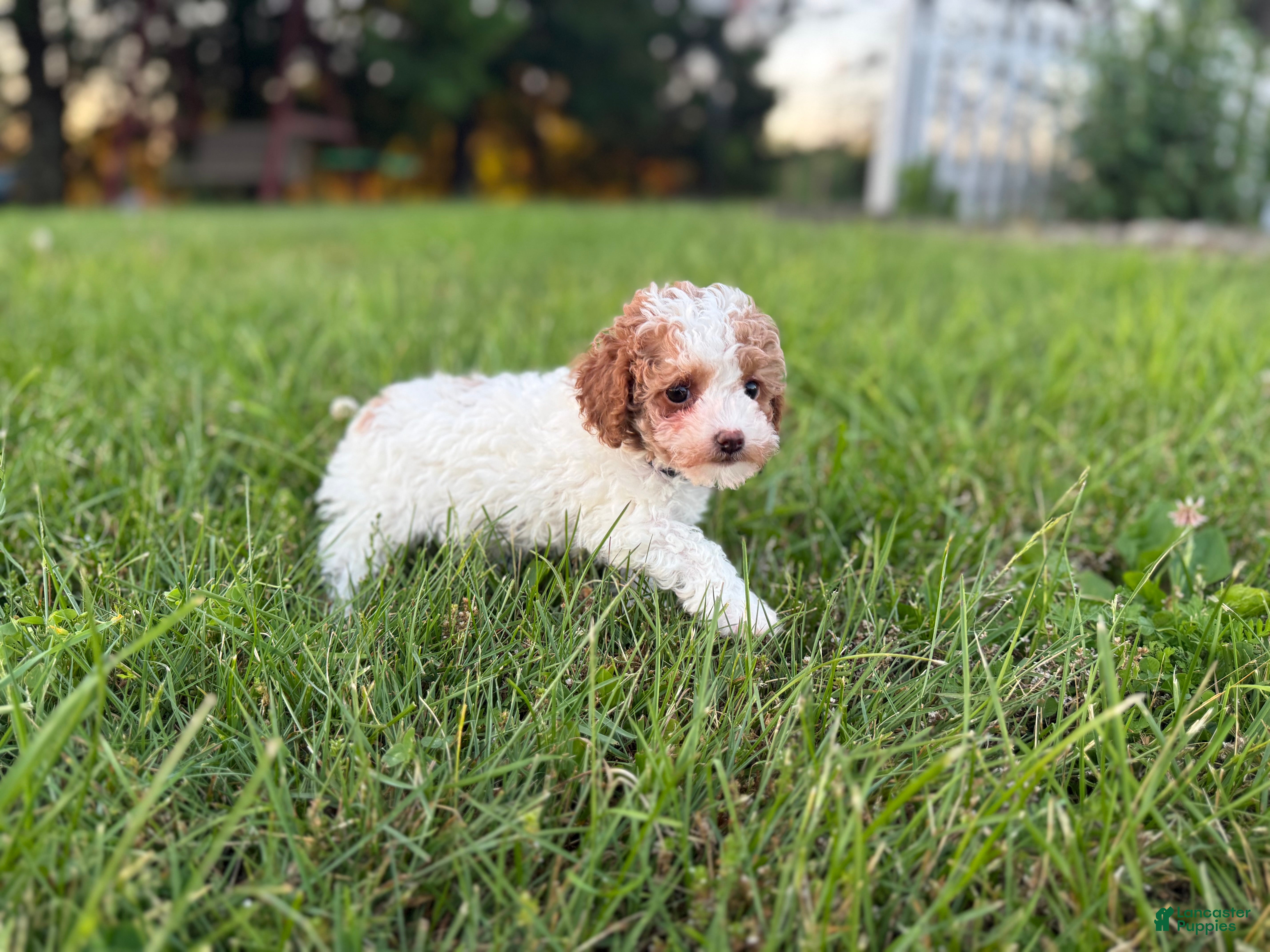 Maltipoo dogs for sale: Elsa - Ad 3