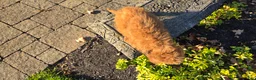 Cavapoo dogs for sale: Kyle - Ad 10