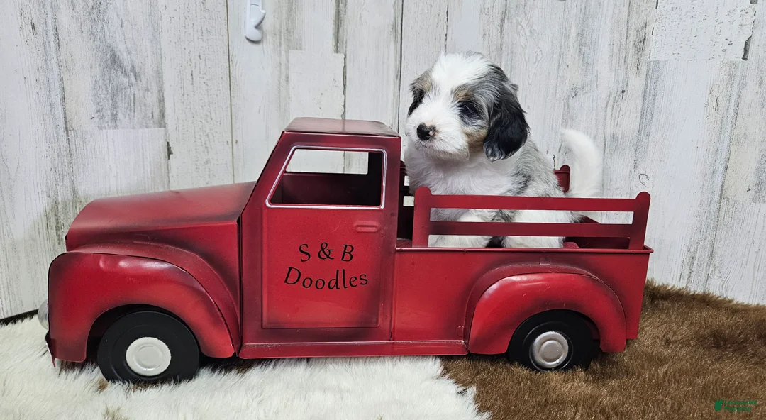 Mini Bernedoodle dogs for sale: F1b Gabby - Ad 1