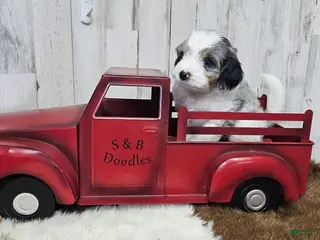 Mini Bernedoodle dogs F1b Gabby - Ad 15