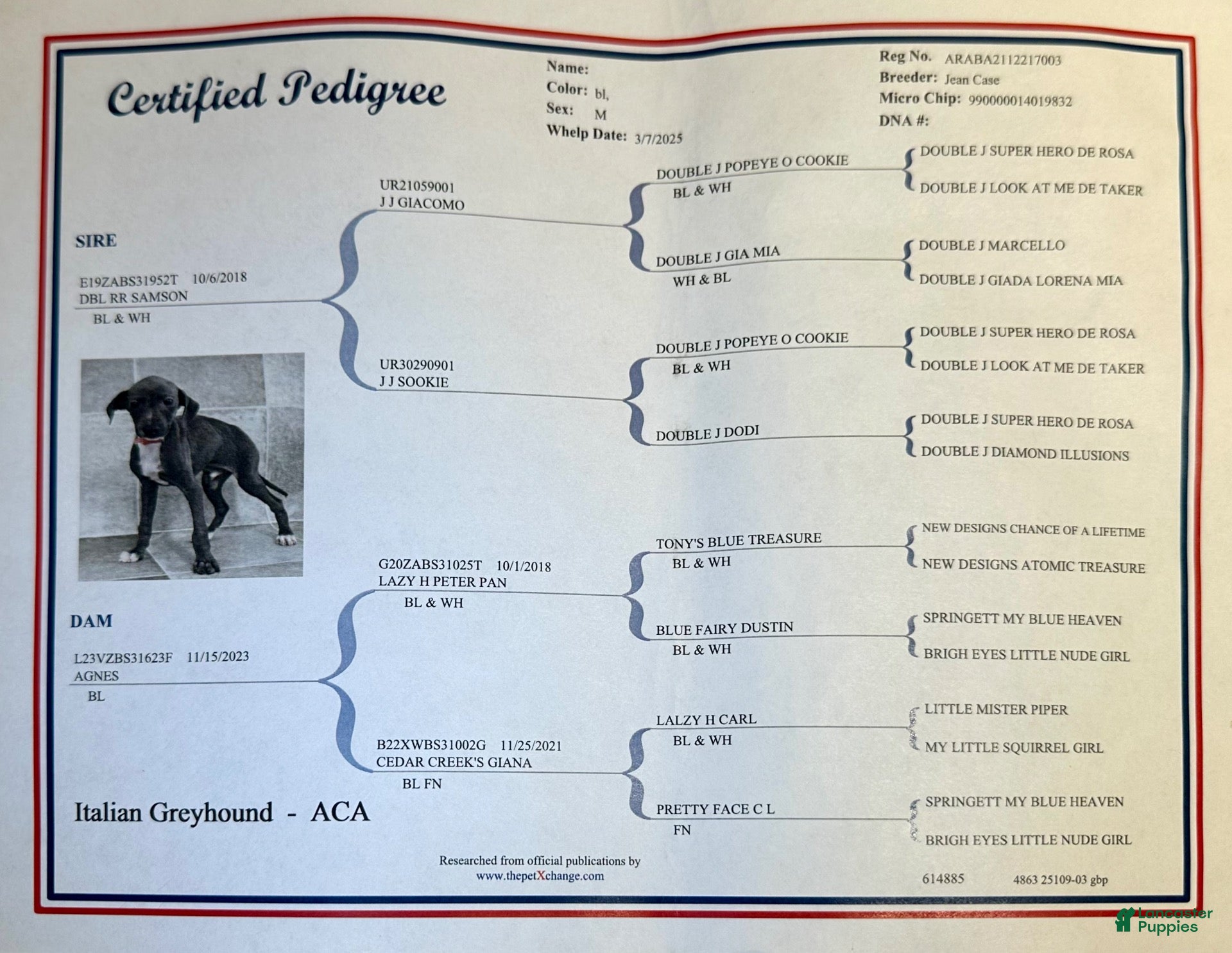 Italian Greyhound dogs Percy - Ad 2