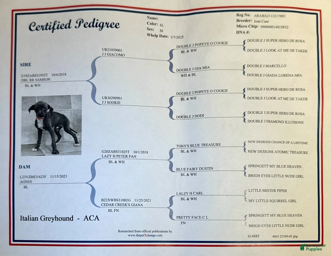 Italian Greyhound dogs for sale: Percy - Ad 2