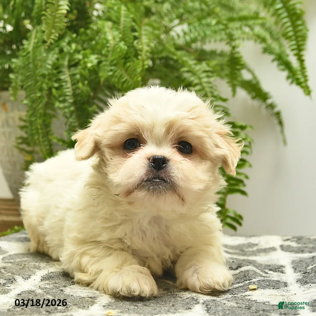 Pekapoo dogs for sale: Jazz - Ad 5