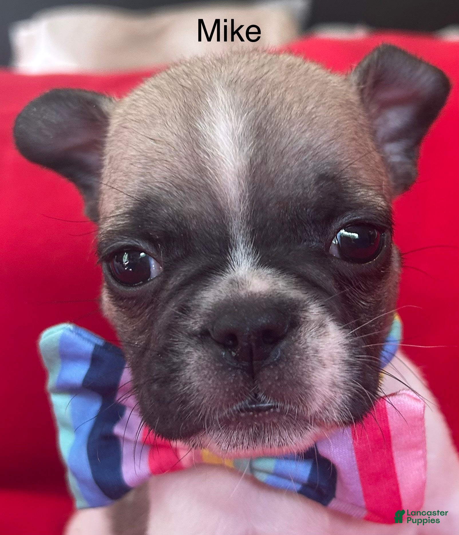 French Bulldog dogs Mike - Ad 14